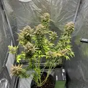 Guava auto RF3 and frostbanger fast buds