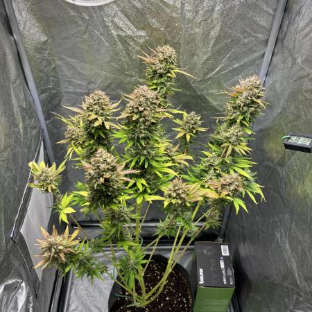 Guava auto RF3 and frostbanger fast buds