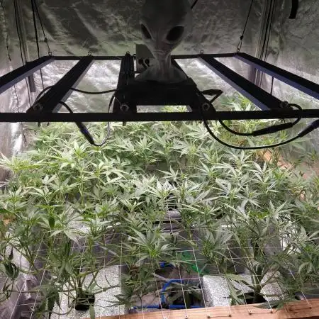 Apple Strudel Auto DWC
