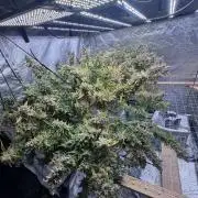 Apple Strudel Auto DWC