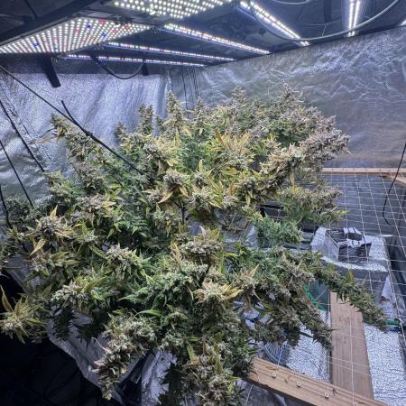Apple Strudel Auto DWC