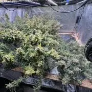 Apple Strudel Auto DWC