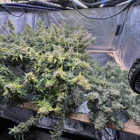Apple Strudel Auto DWC