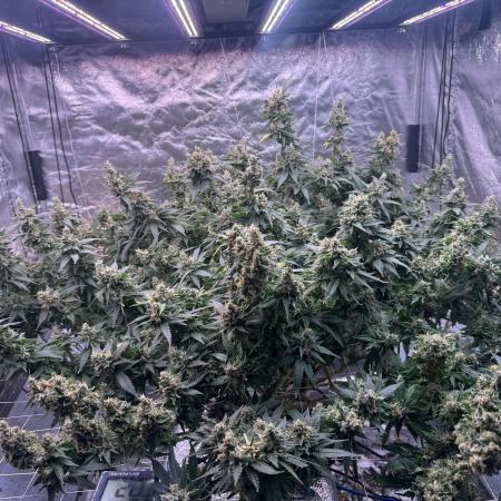 Purple Kush DWC System 