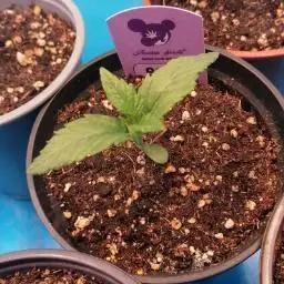 B leaf Chimera 3