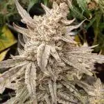 Strawberry milk and qookies remix