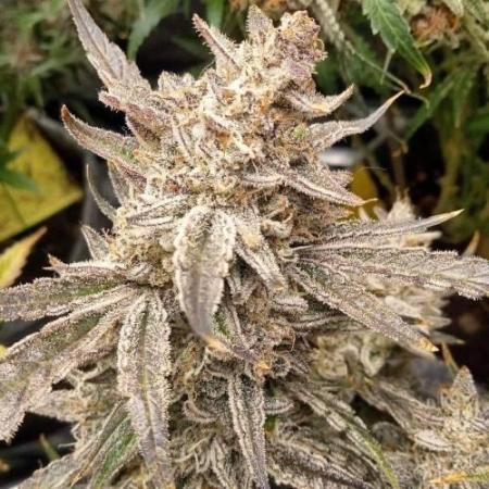 Strawberry milk and qookies remix