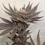 B leaf Chimera 3