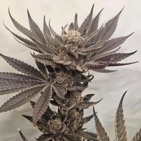 B leaf Chimera 3