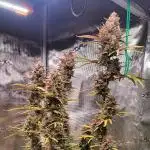 Gorilla cookies Auto FASTBUDS420