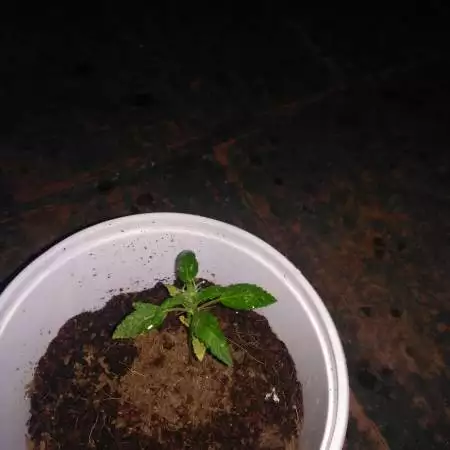 Auto Duck - Indian Outdoor