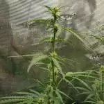 Purple punch fast buds