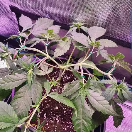 Banana kush 