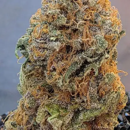 Black Cherry Punch - Pyramid Seeds