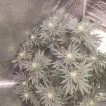 Recovery CBD - Medical Seeds