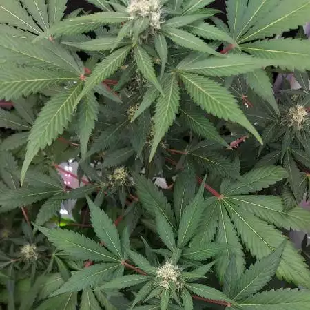 Purple Haze Auto 