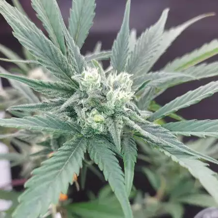 Northern Lights Auto