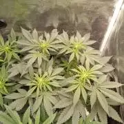 Dankest Northern Lights