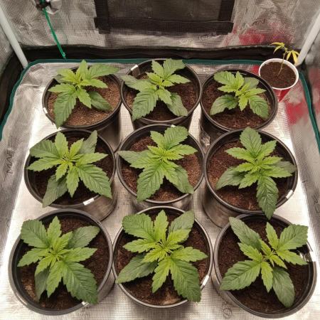 Dankest Northern Lights