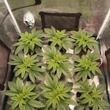 Dankest Northern Lights