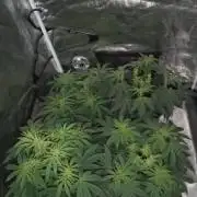 Dankest Northern Lights