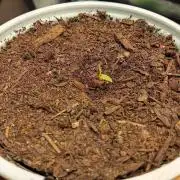 Re-Runtz S1 Feminized