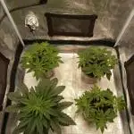 Dankest Northern Lights