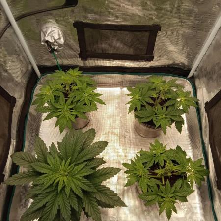 Dankest Northern Lights