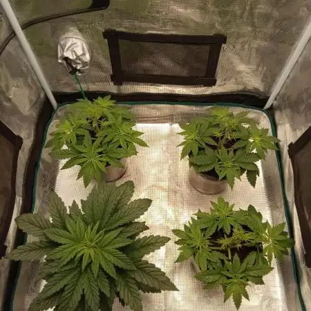 Dankest Northern Lights