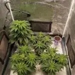 Dankest Northern Lights