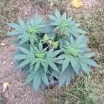 Dankest Northern Lights