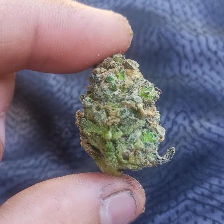 Dankest Northern Lights