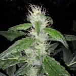 UK Grower