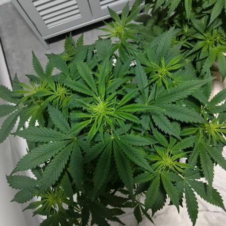 First tent grow - 80cm x 80cm x 180cm