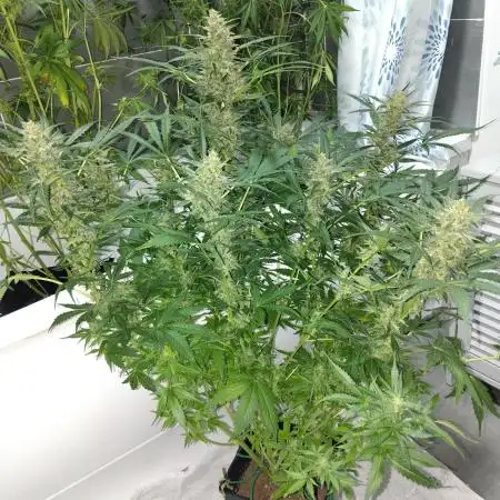 First tent grow - 80cm x 80cm x 180cm
