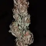 First tent grow - 80cm x 80cm x 180cm