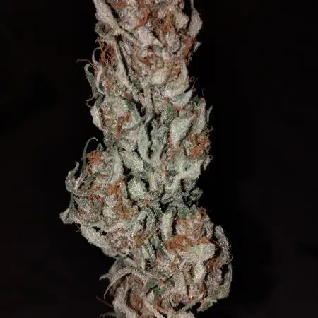 First tent grow - 80cm x 80cm x 180cm