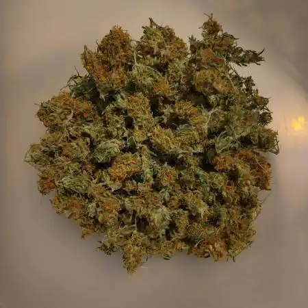 First tent grow - 80cm x 80cm x 180cm
