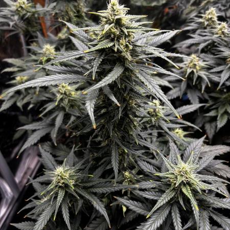 ***Lemon Pie Auto***