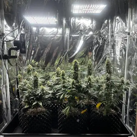 +++BREAK-UP CAKE AUTO+++