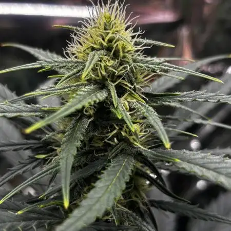 ***Lemon Pie Auto***