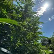 °°°A.M.S. OUTDOOR°°°