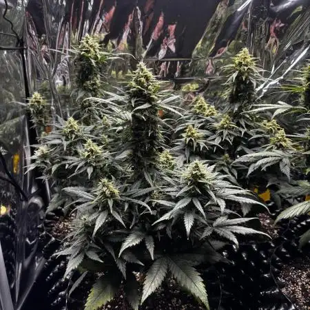 ***Lemon Pie Auto***