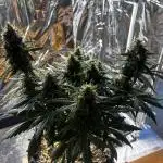 +++BREAK-UP CAKE AUTO+++