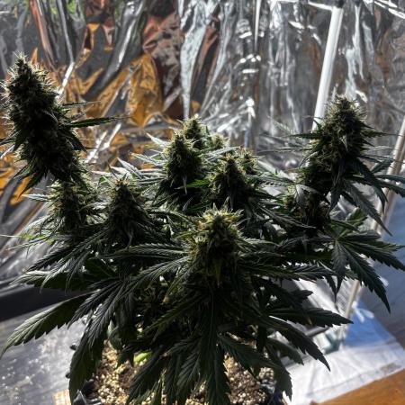 +++BREAK-UP CAKE AUTO+++