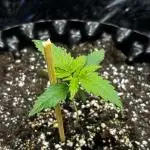 ***Lemon Pie Auto***