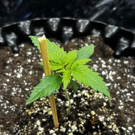 ***Lemon Pie Auto***