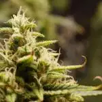 ***Lemon Pie Auto***