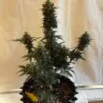 ***Lemon Pie Auto***