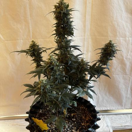 ***Lemon Pie Auto***